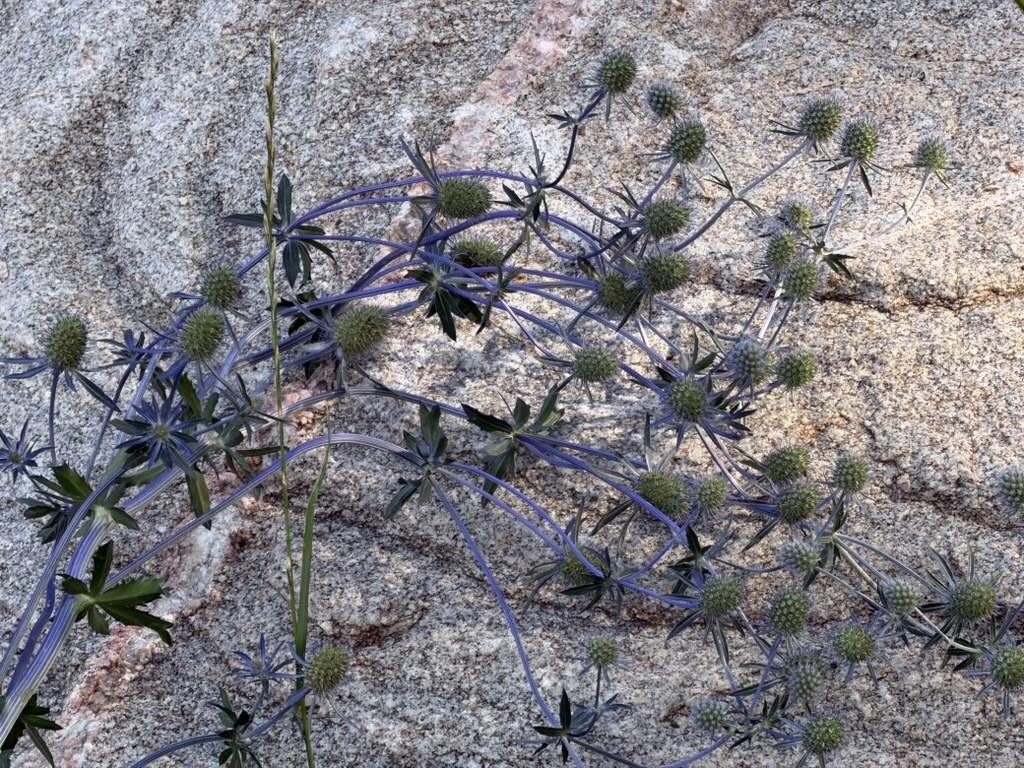 sea holly blooming against granite